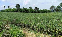 ವರ್ಷದ 12 ತಿಂಗಳು ಈ ಹಣ್ಣಿನ ಬೇಸಾಯ ಮಾಡಿ ದೊಡ್ಡ ಲಾಭ ಗಳಿಸಿ ವರ್ಷದ 12 ತಿಂಗಳು ಈ ಹಣ್ಣಿನ ಬೇಸಾಯ ಮಾಡಿ ದೊಡ್ಡ ಲಾಭ ಗಳಿಸಿ