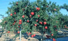 ದಾಳಿಂಬೆ ಕೃಷಿಯ ಅಧಿಕ ಇಳುವರಿಯ ತಳಿಗಳು ಯಾವವು..? ದಾಳಿಂಬೆ ಕೃಷಿಯ ಅಧಿಕ ಇಳುವರಿಯ ತಳಿಗಳು ಯಾವವು..?