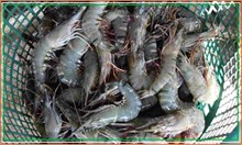 ಈ ರೀತಿ Prawn Fish ಉದ್ಯಮ ಆರಂಭಿಸಿ..ಲಕ್ಷಾಂತರ ಆದಾಯ ಬರಲಿದೆ ಈ ರೀತಿ Prawn Fish ಉದ್ಯಮ ಆರಂಭಿಸಿ..ಲಕ್ಷಾಂತರ ಆದಾಯ ಬರಲಿದೆ