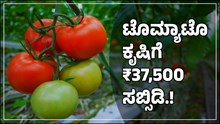 ಟೊಮ್ಯಾಟೊ ಕೃಷಿಕರಿಗೆ ದೊರೆಯಲಿದೆ ₹37,500 ಸಬ್ಸಿಡಿ! ಅರ್ಜಿ ಸಲ್ಲಿಕೆ ಹೇಗೆ? ಯಾರು ಅರ್ಹರು? ಇಲ್ಲಿದೆ ಮಾಹಿತಿ.. ಟೊಮ್ಯಾಟೊ ಕೃಷಿಕರಿಗೆ ದೊರೆಯಲಿದೆ ₹37,500 ಸಬ್ಸಿಡಿ! ಅರ್ಜಿ ಸಲ್ಲಿಕೆ ಹೇಗೆ? ಯಾರು ಅರ್ಹರು? ಇಲ್ಲಿದೆ ಮಾಹಿತಿ..
