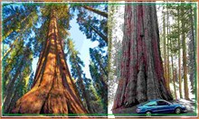 ವಿಶ್ವದ ಅತಿ ಎತ್ತರದ ಮರ ಎಲ್ಲಿದೆ ಗೊತ್ತಾ? ಅದರ ವಿಶೇಷತೆಯೇನು? ವಿಶ್ವದ ಅತಿ ಎತ್ತರದ ಮರ ಎಲ್ಲಿದೆ ಗೊತ್ತಾ? ಅದರ ವಿಶೇಷತೆಯೇನು?