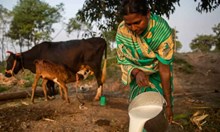 ಹೈನುಗಾರರಿಗೆ ಪ್ರೋತ್ಸಾಹ ನೀಡಲು ಕ್ಷೀರಶ್ರೀ ಪೋರ್ಟಲ್ ಸ್ಥಾಪನೆ