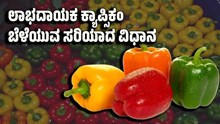 ಲಾಭದಾಯಕ ಕ್ಯಾಪ್ಸಿಕಂ ಬೆಳೆಯುವ ಸರಿಯಾದ ವಿಧಾನ