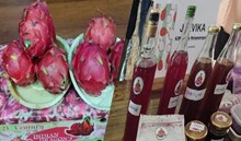 ಡ್ರ್ಯಾಗನ್ ಫ್ರೂಟ್ ರಫ್ತು ಉತ್ತೇಜಿಸಲು APEDA ವತಿಯಿಂದ ಖರೀದಿದಾರರ ಹಾಗೂ ಮಾರಾಟಗಾರರ ಸಭೆ