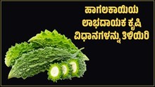 ಹಾಗಲಕಾಯಿಯ ಲಾಭದಾಯಕ ಕೃಷಿ ವಿಧಾನಗಳನ್ನು ತಿಳಿಯಿರಿ: