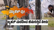ಬೃಹತ್‌ ಮರದಿಂದ ಜಿನುಗುತ್ತಿದೆ ನೀರು..ಮ್ಯಾಜಿಕ್‌ ಟ್ರೀ