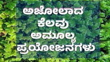 ಸಾವಯವ ಮೇವು: ಅಜೋಲಾದ ಕೆಲವು ಅಮೂಲ್ಯ ಪ್ರಯೋಜನಗಳು ಸಾವಯವ ಮೇವು: ಅಜೋಲಾದ ಕೆಲವು ಅಮೂಲ್ಯ ಪ್ರಯೋಜನಗಳು
