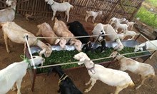 ಮೇಕೆ ಸಾಕಾಣಿಕೆಗೆ 4 ಲಕ್ಷ ರೂ ವರೆಗೆ ಸಾಲ ಸೌಲಭ್ಯ..  2 ಲಕ್ಷ ರೂ ಗರಿಷ್ಠ ಸಬ್ಸಿಡಿ