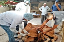 ದೇಶದಲ್ಲಿ ಲಂಪಿ ವೈರಸ್ ಹಾವಳಿ, 57 ಸಾವಿರಕ್ಕೂ ಹೆಚ್ಚು ಹಸುಗಳು ಸಾವು ದೇಶದಲ್ಲಿ ಲಂಪಿ ವೈರಸ್ ಹಾವಳಿ, 57 ಸಾವಿರಕ್ಕೂ ಹೆಚ್ಚು ಹಸುಗಳು ಸಾವು