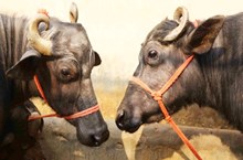 ಪಶುಸಂಗೋಪನೆಗಾಗಿ ಸರ್ಕಾರದಿಂದ 1 ಲಕ್ಷ ರೂ ಸಾಲ.̤ಈ ಯೋಜನೆಯಲ್ಲಿ ಅರ್ಜಿ ಸಲ್ಲಿಸಿ ಪಶುಸಂಗೋಪನೆಗಾಗಿ ಸರ್ಕಾರದಿಂದ 1 ಲಕ್ಷ ರೂ ಸಾಲ.̤ಈ ಯೋಜನೆಯಲ್ಲಿ ಅರ್ಜಿ ಸಲ್ಲಿಸಿ