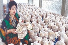 ಅಣಬೆ ಬೇಸಾಯ : ಕಡಿಮೆ ಹಣ ಹೂಡಿಕೆಯಲ್ಲಿ  ಅಧಿಕ ಲಾಭ ಗ್ಯಾರಂಟಿ  ಅಣಬೆ ಬೇಸಾಯ : ಕಡಿಮೆ ಹಣ ಹೂಡಿಕೆಯಲ್ಲಿ  ಅಧಿಕ ಲಾಭ ಗ್ಯಾರಂಟಿ