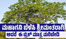 ಮಹಾಗನಿ ಬೆಳೆಸಿ ಶ್ರೀಮಂತರಾಗಿ..ಆದರೆ  ಈ ಟ್ರಿಕ್ ಮಾತ್ರ ಮರಿಬೇಡಿ ಮಹಾಗನಿ ಬೆಳೆಸಿ ಶ್ರೀಮಂತರಾಗಿ..ಆದರೆ  ಈ ಟ್ರಿಕ್ ಮಾತ್ರ ಮರಿಬೇಡಿ