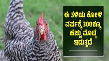 ಈ ತಳಿಯ ಕೋಳಿ ವರ್ಷಕ್ಕೆ 300ಕ್ಕೂ ಹೆಚ್ಚು ಮೊಟ್ಟೆ ಇಡುತ್ತದೆ..ಸಾಕಾಣಿಕೆದಾರರಿಗೆ ಬಂಪರ್ ಆದಾಯ ಈ ತಳಿಯ ಕೋಳಿ ವರ್ಷಕ್ಕೆ 300ಕ್ಕೂ ಹೆಚ್ಚು ಮೊಟ್ಟೆ ಇಡುತ್ತದೆ..ಸಾಕಾಣಿಕೆದಾರರಿಗೆ ಬಂಪರ್ ಆದಾಯ