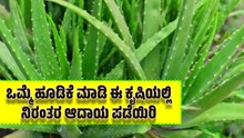 Aloe Vera Farming: ಒಮ್ಮೆ ಹೂಡಿಕೆ ಮಾಡಿ ಈ ಕೃಷಿಯಲ್ಲಿ ನಿರಂತರ ಆದಾಯ ಪಡೆಯಿರಿ Aloe Vera Farming: ಒಮ್ಮೆ ಹೂಡಿಕೆ ಮಾಡಿ ಈ ಕೃಷಿಯಲ್ಲಿ ನಿರಂತರ ಆದಾಯ ಪಡೆಯಿರಿ