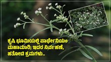 ಕೃಷಿ ಭೂಮಿಯಲ್ಲಿ ಪಾರ್ಥೇನಿಯಂ ಮಹಾಮಾರಿ; ಇದರ ನಿರ್ವಹಣೆ, ಹತೋಟಿ ಕ್ರಮಗಳು..