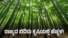 #Bamboo Farming: ರಾಜ್ಯದ ಬಿದಿರು ಕೃಷಿಯಲ್ಲಿ ಹೆಚ್ಚಳ.. #Bamboo Farming: ರಾಜ್ಯದ ಬಿದಿರು ಕೃಷಿಯಲ್ಲಿ ಹೆಚ್ಚಳ..