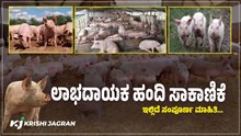 ಕೃಷಿಯೊಂದಿಗೆ ಮಾಡಿ ಲಾಭದಾಯಕ ಹಂದಿ ಸಾಕಾಣಿಕೆ, ಇಲ್ಲಿದೆ ಸಂಪೂರ್ಣ ಮಾಹಿತಿ