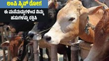 ಲಂಪಿ ಸ್ಕಿನ್ ರೋಗ..ಈ ಮನೆಮದ್ದುಗಳಿಂದ ನಿಮ್ಮ ಹಸುಗಳನ್ನು ರಕ್ಷಿಸಿ ಲಂಪಿ ಸ್ಕಿನ್ ರೋಗ..ಈ ಮನೆಮದ್ದುಗಳಿಂದ ನಿಮ್ಮ ಹಸುಗಳನ್ನು ರಕ್ಷಿಸಿ