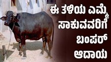 ಹೈನುಗಾರರಿಗೆ ಹೆಚ್ಚಿನ ಲಾಭ: ಈ ತಳಿಯ ಎಮ್ಮೆ ಸಾಕುವವರಿಗೆ ಬಂಪರ್‌ ಆದಾಯ 
