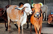 ಹಸು ಸಾಕಣೆ: ರೈತರು ಈ ತಳಿಯ ಹಸುಗಳನ್ನು ಸಾಕುವುದರಿಂದ ಶ್ರೀಮಂತರಾಗಬಹುದು ಹಸು ಸಾಕಣೆ: ರೈತರು ಈ ತಳಿಯ ಹಸುಗಳನ್ನು ಸಾಕುವುದರಿಂದ ಶ್ರೀಮಂತರಾಗಬಹುದು