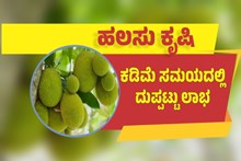 ಹಲಸು ಕೃಷಿ ಮಾಡಿ ಲಕ್ಷ ಲಕ್ಷ ಲಾಭ ಗಳಿಸಿ, ಕಡಿಮೆ ಸಮಯದಲ್ಲಿ ದುಪ್ಪಟ್ಟು ಲಾಭ ಹಲಸು ಕೃಷಿ ಮಾಡಿ ಲಕ್ಷ ಲಕ್ಷ ಲಾಭ ಗಳಿಸಿ, ಕಡಿಮೆ ಸಮಯದಲ್ಲಿ ದುಪ್ಪಟ್ಟು ಲಾಭ
