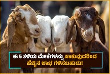 ಮೇಕೆ ಸಾಕಾಣಿಕೆ: ಈ 5 ತಳಿಯ ಮೇಕೆಗಳನ್ನು ಸಾಕುವುದರಿಂದ ಹೆಚ್ಚಿನ ಲಾಭ ಗಳಿಸಬಹುದು!  ಮೇಕೆ ಸಾಕಾಣಿಕೆ: ಈ 5 ತಳಿಯ ಮೇಕೆಗಳನ್ನು ಸಾಕುವುದರಿಂದ ಹೆಚ್ಚಿನ ಲಾಭ ಗಳಿಸಬಹುದು!