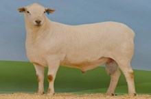 ಅಚ್ಚರಿ ಆದರೂ ಸತ್ಯ ಬರೋಬ್ಬರಿ 2 ಕೋಟಿ ರೂಪಾಯಿಗೆ ಮಾರಾಟವಾದ ಕುರಿ!! ಅಚ್ಚರಿ ಆದರೂ ಸತ್ಯ ಬರೋಬ್ಬರಿ 2 ಕೋಟಿ ರೂಪಾಯಿಗೆ ಮಾರಾಟವಾದ ಕುರಿ!!