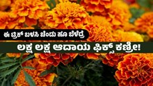 ಈ ಟ್ರಿಕ್ ಬಳಸಿ ಚೆಂಡು ಹೂ ಬೆಳೆದ್ರೆ ಲಕ್ಷ ಲಕ್ಷ ಆದಾಯ ಫಿಕ್ಸ್ ಕಣ್ರೀ! ಈ ಟ್ರಿಕ್ ಬಳಸಿ ಚೆಂಡು ಹೂ ಬೆಳೆದ್ರೆ ಲಕ್ಷ ಲಕ್ಷ ಆದಾಯ ಫಿಕ್ಸ್ ಕಣ್ರೀ!