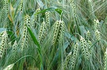 ಸಾವಯವ ಗೋಧಿಯಲ್ಲಿ ಬಂಪರ್‌ ಇಳುವರಿಯನ್ನು ಪಡೆಯಲು ಈ ಹಂತಗಳನ್ನು ಅನುಸರಿಸಿ