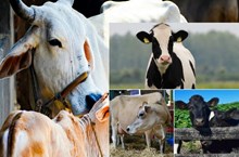 ದೇಸಿ ಹಸುಗಳು ಮತ್ತು ಜರ್ಸಿ ಹಸುಗಳ ನಡುವಿನ ವ್ಯತ್ಯಾಸಗಳು: ಯಾವ ತಳಿಯು ವಾಣಿಜ್ಯಿಕವಾಗಿ ಲಾಭದಾಯಕವಾಗಿದೆ?