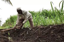 ಗರಿಷ್ಠ ಲಾಭಕ್ಕಾಗಿ ರೈತರು ಡಿಸೆಂಬರ್ 31 ರ ಮೊದಲು ಈ ಬೆಳೆಗಳನ್ನು ಬಿತ್ತಬೇಕು