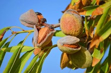 ಬಾದಾಮಿ ಬೇಸಾಯ: ಬಫರ್ ಲಾಭದೊಂದಿಗೆ  ಬಾದಾಮಿ ಕೃಷಿ ಮಾಡುವುದು ಹೇಗೆ..? ಬಾದಾಮಿ ಬೇಸಾಯ: ಬಫರ್ ಲಾಭದೊಂದಿಗೆ  ಬಾದಾಮಿ ಕೃಷಿ ಮಾಡುವುದು ಹೇಗೆ..?