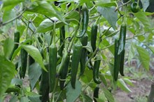 ಮೆಣಸಿನಕಾಯಿ ಬೆಳೆಯ ಉತ್ಪಾದಕತೆಯನ್ನು ಹೆಚ್ಚಿಸಲು 10 ಸಲಹೆಗಳು