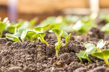 ಬಿತ್ತನೆ ಮಾಡುವ ಮುನ್ನ ಈ ಕೆಲಸ ಮಾಡಿ ಭಾರೀ ಹಣ ಉಳಿತಾಯ ಮಾಡಿ