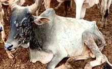 ಲಂಪಿ ಚರ್ಮ ರೋಗ..ರಾಜ್ಯದಲ್ಲಿ ಇದುವರೆಗೆ 2000ಕ್ಕೂ ಹೆಚ್ಚು ಜನುವಾರುಗಳು ಸಾವು  ಲಂಪಿ ಚರ್ಮ ರೋಗ..ರಾಜ್ಯದಲ್ಲಿ ಇದುವರೆಗೆ 2000ಕ್ಕೂ ಹೆಚ್ಚು ಜನುವಾರುಗಳು ಸಾವು