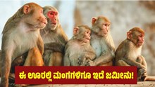 ಈ ಊರಲ್ಲಿ ಮಂಗಗಳಿಗೂ ಇದೆ ಜಮೀನು !  ಈ ಊರಲ್ಲಿ ಮಂಗಗಳಿಗೂ ಇದೆ ಜಮೀನು !