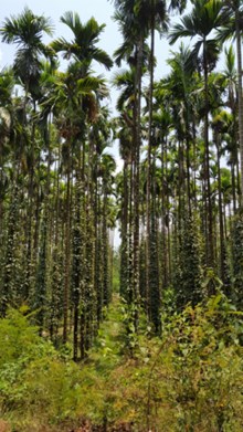 ಅಡಿಕೆ ಚುಕ್ಕೆರೋಗ ತಡೆಗೆ 10 ಕೋಟಿ ರೂ. ಅನುದಾನ: ಮುಖ್ಯಮಂತ್ರಿ ಬಸವರಾಜ ಬೊಮ್ಮಾಯಿ  ಅಡಿಕೆ ಚುಕ್ಕೆರೋಗ ತಡೆಗೆ 10 ಕೋಟಿ ರೂ. ಅನುದಾನ: ಮುಖ್ಯಮಂತ್ರಿ ಬಸವರಾಜ ಬೊಮ್ಮಾಯಿ