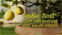“ಅರ್ಕಾ ನಿಂಬೆ” ಸ್ಪೆಷಲ್ ಬಳಸಿ ನಿಂಬೆಯಲ್ಲಿ ಅಧಿಕ ಇಳುವರಿ ಪಡೆಯಿರಿ!