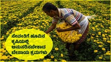 ಸೇವಂತಿಗೆ ಹೂವಿನ ಕೃಷಿಯಲ್ಲಿ ಅನುಸರಿಸಬೇಕಾದ ಬೇಸಾಯ ಕ್ರಮಗಳು