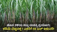 ಹೊಸ ತಳಿಯ ಕಬ್ಬು ಯಶಸ್ವಿ ಪ್ರಯೋಗ: ಕಡಿಮೆ ವೆಚ್ಚದಲ್ಲಿ 1 ಎಕರೆಗೆ 55 ಟನ್‌ ಇಳುವರಿ! 