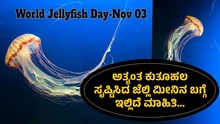 #WorldJellyfishDay: ಇಂದು ವಿಶ್ವ ಜೆಲ್ಲಿ ಮೀನು ದಿನ: ಅತ್ಯಂತ ಕುತೂಹಲ ಸೃಷ್ಟಿಸಿದ ಈ ಮೀನಿನ ಬಗ್ಗೆ ಇಲ್ಲಿದೆ ಮಾಹಿತಿ…