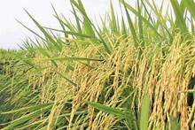 ರೈತರಿಗೆ ಸಿಹಿಸುದ್ದಿ: ಹಿಂಗಾರು; ಭತ್ತ ಖರೀದಿಯಲ್ಲಿ ಶೇ 12% ಹೆಚ್ಚಳ ರೈತರಿಗೆ ಸಿಹಿಸುದ್ದಿ: ಹಿಂಗಾರು; ಭತ್ತ ಖರೀದಿಯಲ್ಲಿ ಶೇ 12% ಹೆಚ್ಚಳ