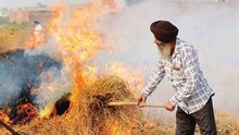 Stubble Burning: ಸೂಚನೆಯ ನಂತರವೂ ಕೃಷಿ ಕಸ ಸುಟ್ಟ 285 ರೈತರಿಗೆ 7.12 ಲಕ್ಷ ದಂಡ! Stubble Burning: ಸೂಚನೆಯ ನಂತರವೂ ಕೃಷಿ ಕಸ ಸುಟ್ಟ 285 ರೈತರಿಗೆ 7.12 ಲಕ್ಷ ದಂಡ!