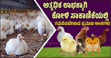 ಅತ್ಯಧಿಕ ಲಾಭಕ್ಕಾಗಿ ಕೋಳಿ ಸಾಕಾಣಿಕೆಯಲ್ಲಿ ಗಮನಿಸಬೇಕಾದ ಪ್ರಮುಖ ಅಂಶಗಳು ಯಾವುವು..? ಅತ್ಯಧಿಕ ಲಾಭಕ್ಕಾಗಿ ಕೋಳಿ ಸಾಕಾಣಿಕೆಯಲ್ಲಿ ಗಮನಿಸಬೇಕಾದ ಪ್ರಮುಖ ಅಂಶಗಳು ಯಾವುವು..?