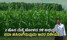 UAS Bangalore: 2 ಹೊಸ ಮೆಕ್ಕೆ ಜೋಳದ ತಳಿ ಅಭಿವೃದ್ಧಿ; ಸದಾ ಹಸಿರಾಗಿರುವುದು ಇದರ ವಿಶೇಷತೆ!