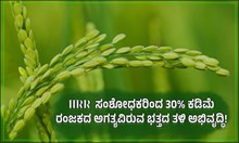 IIRR ಸಂಶೋಧಕರಿಂದ 30% ಕಡಿಮೆ ರಂಜಕದ ಅಗತ್ಯವಿರುವ ಭತ್ತದ ತಳಿ ಅಭಿವೃದ್ಧಿ!