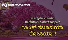 #Tabebuia rosea: ಹೂವುಗಳ ಲೋಕದ ರಾಣಿಯಂತೆ ಕಂಗೊಳಿಸುತ್ತಿರುವ ʼಪಿಂಕ್ ತಬೂಬಿಯಾ ರೋಸಿಯಾʼ! #Tabebuia rosea: ಹೂವುಗಳ ಲೋಕದ ರಾಣಿಯಂತೆ ಕಂಗೊಳಿಸುತ್ತಿರುವ ʼಪಿಂಕ್ ತಬೂಬಿಯಾ ರೋಸಿಯಾʼ!