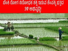 ಬೆಂಕಿ ರೋಗ ನಿರೋಧಕ ಶಕ್ತಿ ಇರುವ ಕೆಂಪಕ್ಕಿ ಭತ್ತದ ತಳಿ ಅಭಿವೃದ್ಧಿ!