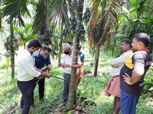 ಅಡಿಕೆಗೆ ಎಲೆಚುಕ್ಕಿ, ಹಳದಿ ರೋಗ; ತಜ್ಞರ ಸಮಿತಿ ಭೇಟಿ – ರೋಗದ ಮೂಲ ಪರಿಶೀಲನೆಯೇ ಸವಾಲು!   ಅಡಿಕೆಗೆ ಎಲೆಚುಕ್ಕಿ, ಹಳದಿ ರೋಗ; ತಜ್ಞರ ಸಮಿತಿ ಭೇಟಿ – ರೋಗದ ಮೂಲ ಪರಿಶೀಲನೆಯೇ ಸವಾಲು!