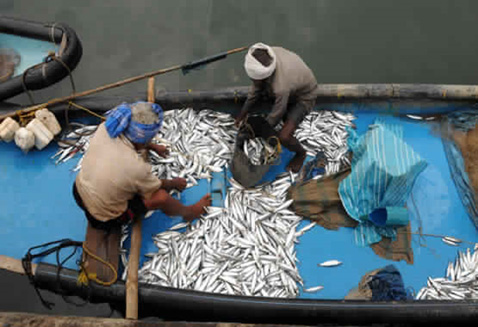 Fishery Fishery